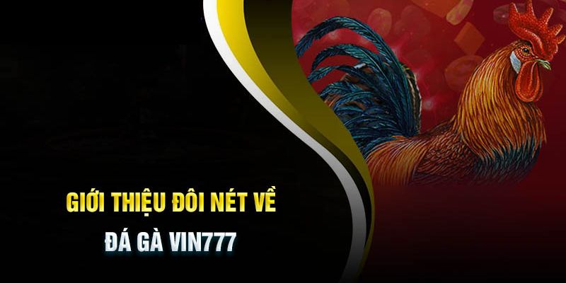 Các trận đấu gà kịch tính tại nhà cái Vin777 club